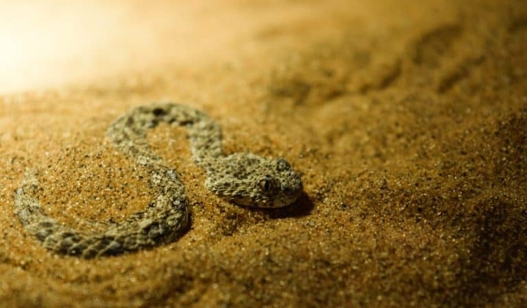Identifying Venomous Snakes: Key Features and Facts - A-Z Animals