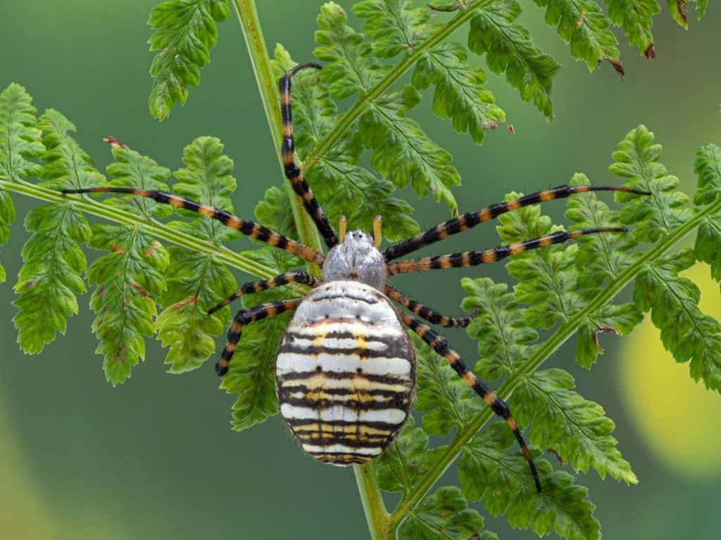 banded garden spider, Argiope trifasciata, climbing on a fern frond. Dorsal view. This large species is found around the world including Europe and north America