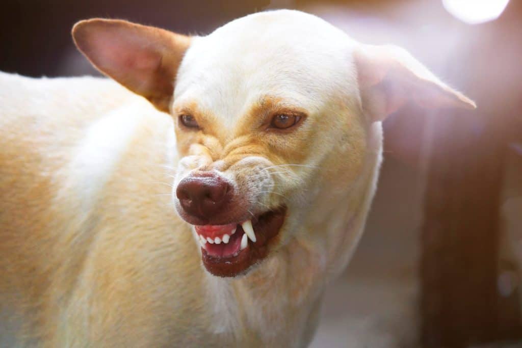The ferocious dog saw terrifying teeth and chewing.