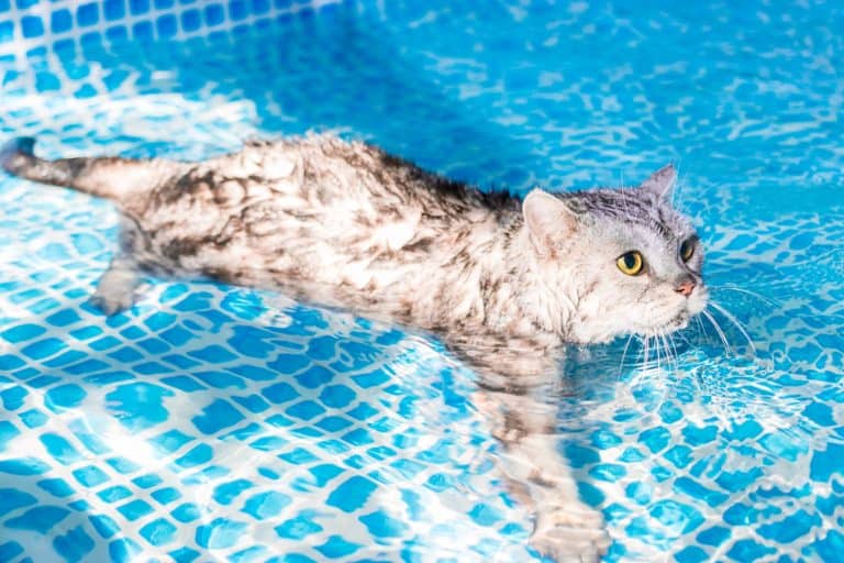 Swimming cat