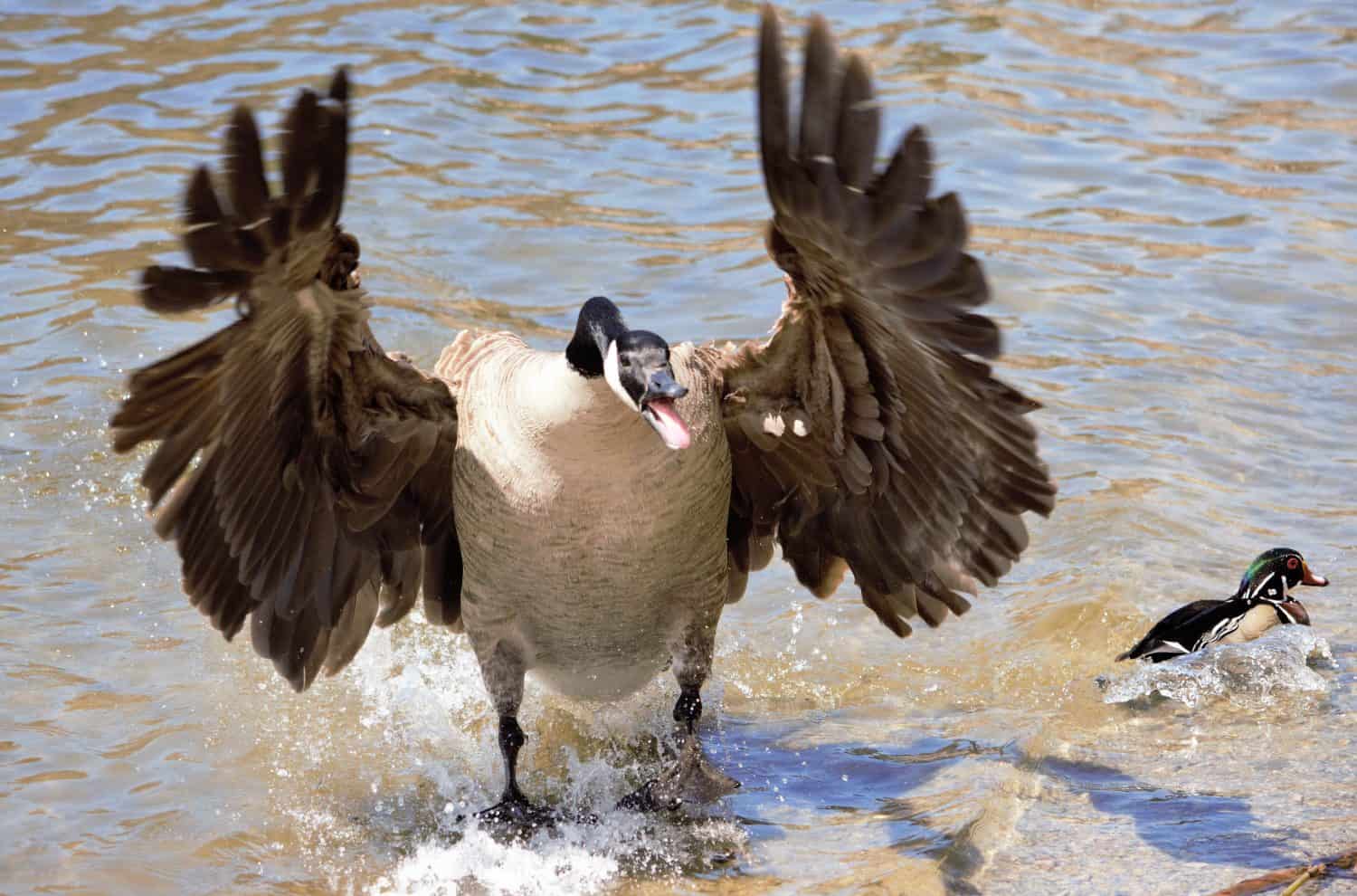 Canadian goose wild angry bird