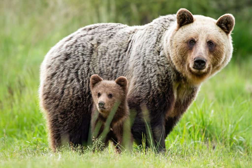 An adorable cub and adult female of brown bear, ursus arctos, with fluffy coat, united in the middle of grass meadow. An attentive bear family observing her surrounding and looking into the camera.