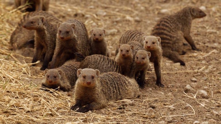 grove of Banded Mongoose (Mungos mungo) commonly found in the central and eastern parts of Africa