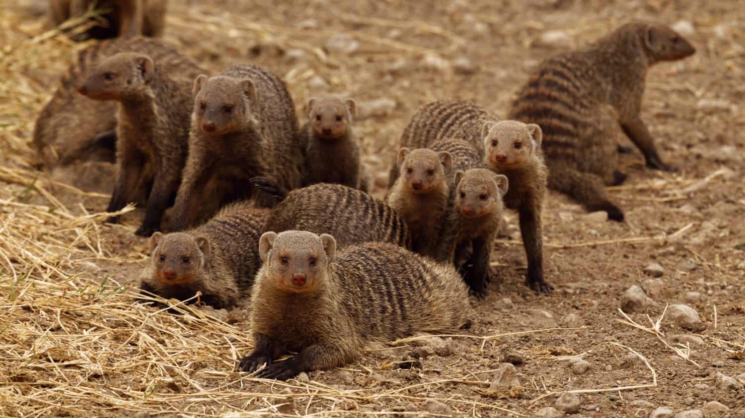 grove of Banded Mongoose (Mungos mungo) commonly found in the central and eastern parts of Africa