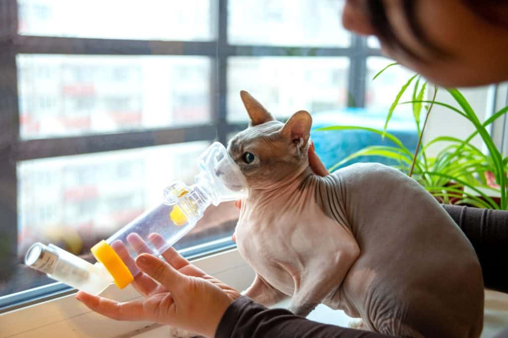 Shot of young woman take care of a pet sphynx cat with asthma. She makes him inhalation using the apparatus at home.