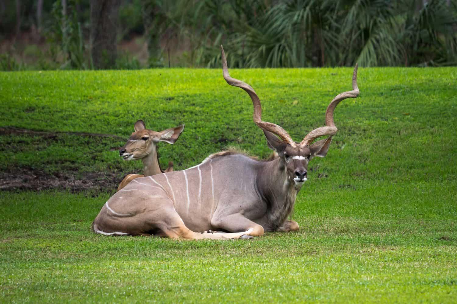 Greater Kudu (Tragelaphus strepsiceros)Greater Kudu are the second largest species of African antelope. Mature males have magnificient open-spiraled horns that spread out in a wide V-pattern.