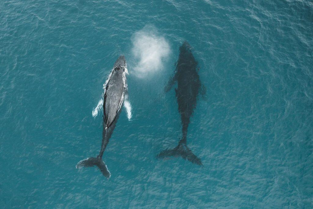 Spouting breathing humpback whales from above in aerial drone shot. Hawaii