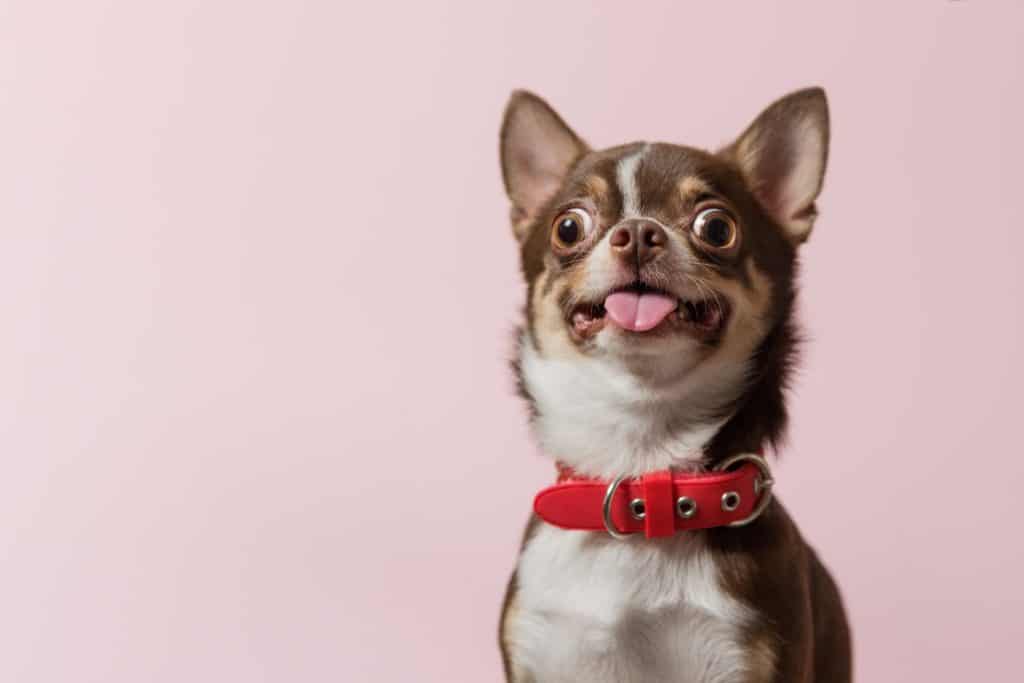 Cute brown mexican chihuahua dog with tongue out isolated on pink background. Dog looking to camera. Red collar. Copy Space