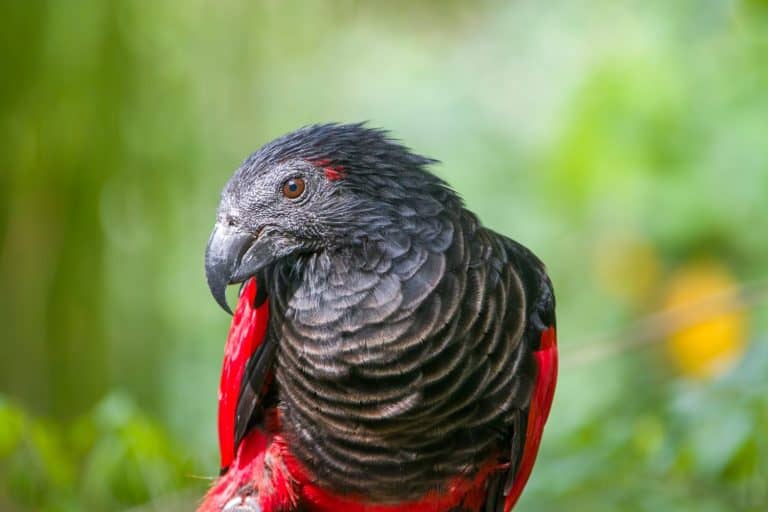 Pesquet's parrot (Psittrichas fulgidus) The only member of its genus, and its genus is the only member of the subfamily Psittrichadinae. It is endemic to hill and montane rainforest in New Guinea