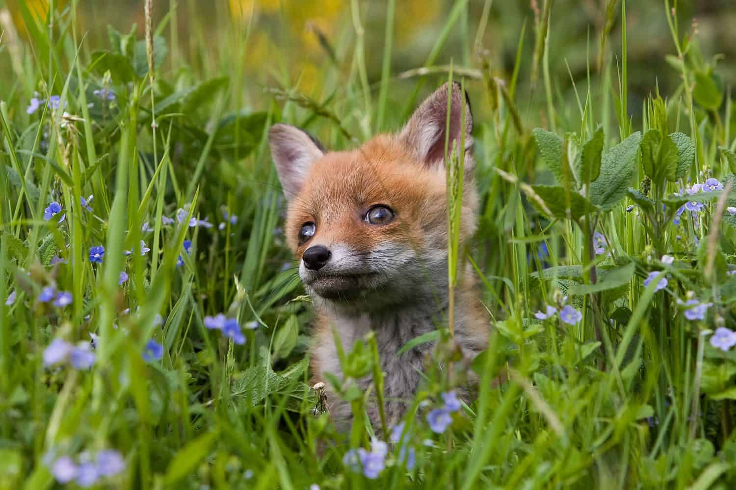 RED FOX vulpes vulpes, CUB WITH FLOWERS, NORMANDY  