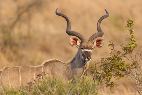 Meet The Animals With The Largest Horns In The World A Z Animals Meet The Animals With The Largest Horns In The World A Z Animals
