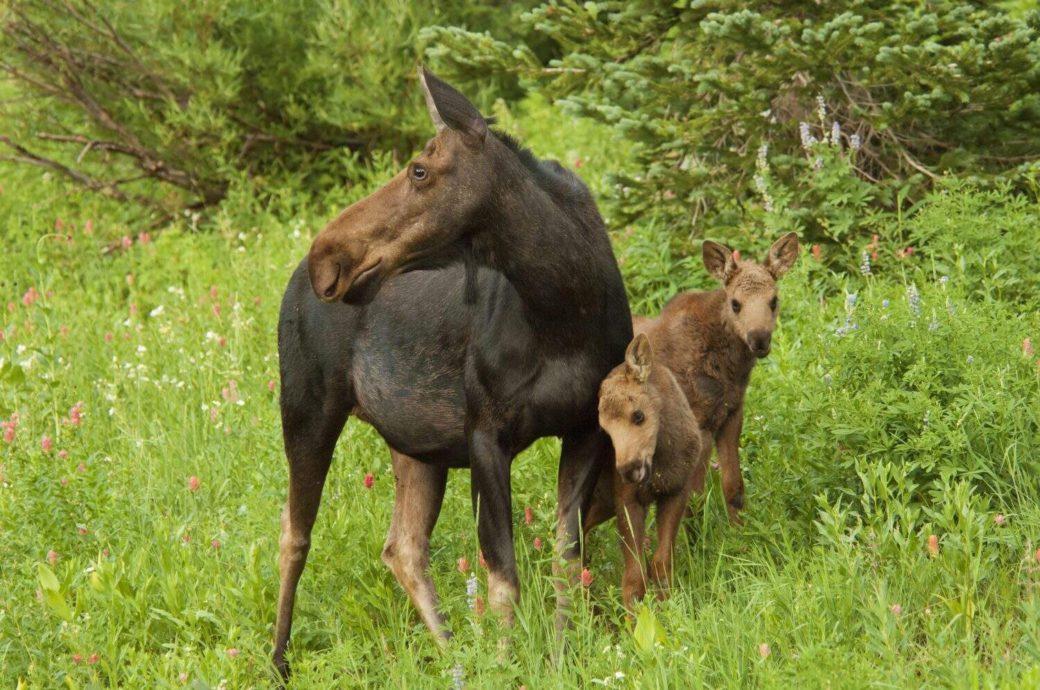 An adult female moose with two calves. Alces alces, in the Albion basin, of the Wasatch mountains, in Utah.