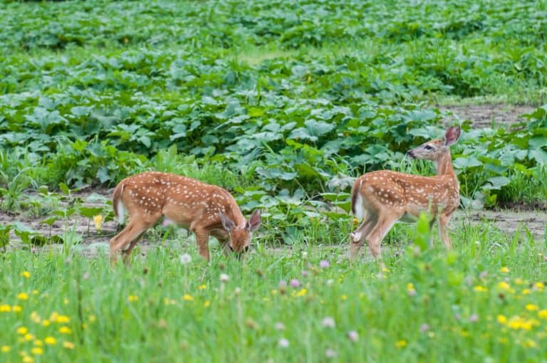 Vadnais Heights, Minnesota. White-tailed deer, Odocoileus virginianus. A pair of fawns eating the vegetation in a field of wildflowers.