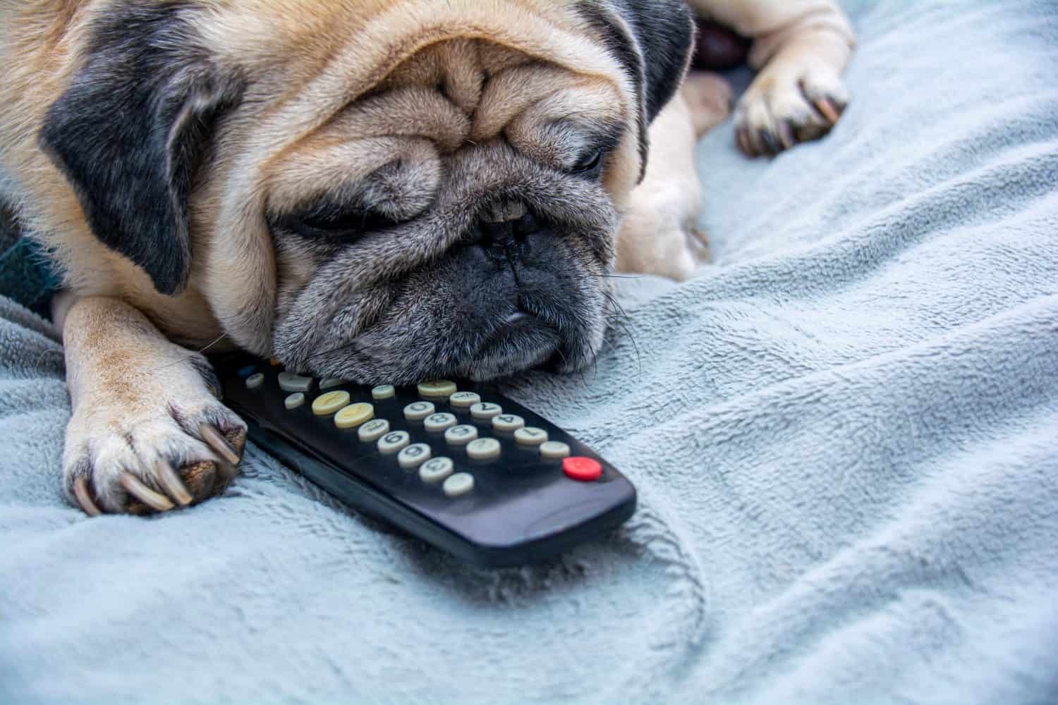 Dog pug lies on a couch with a remote control from the TV. Close-up of a dog. Portrait of a pug. The concept of passive rest watching TV.