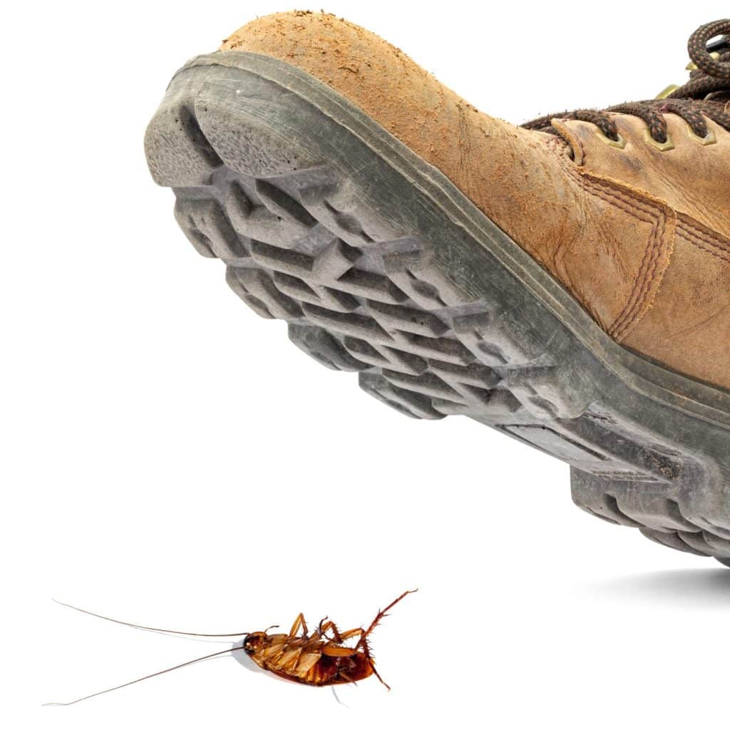 Boot steps on a dead cockroach isolated on the white background - Concept of a pest control