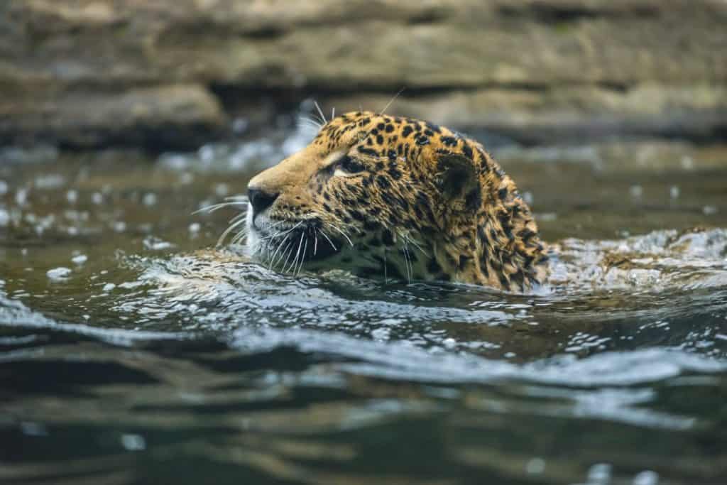 Beautiful Young Jaguar cat swimming in the water
