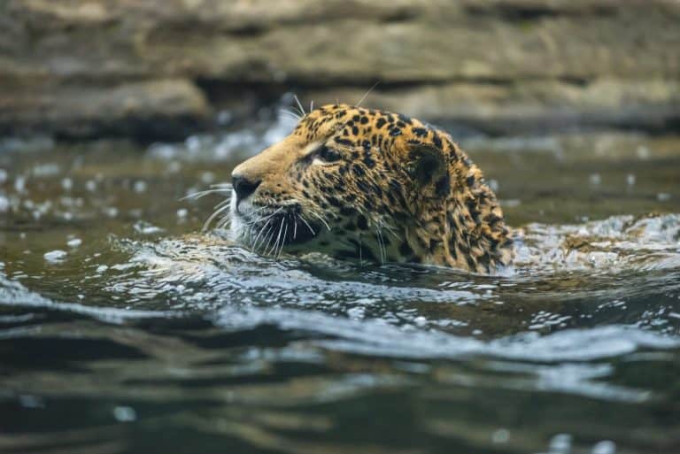Beautiful Young Jaguar cat swimming in the water
