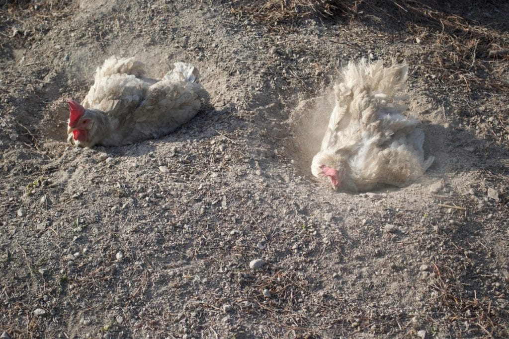 chicken taking dust bath in garden