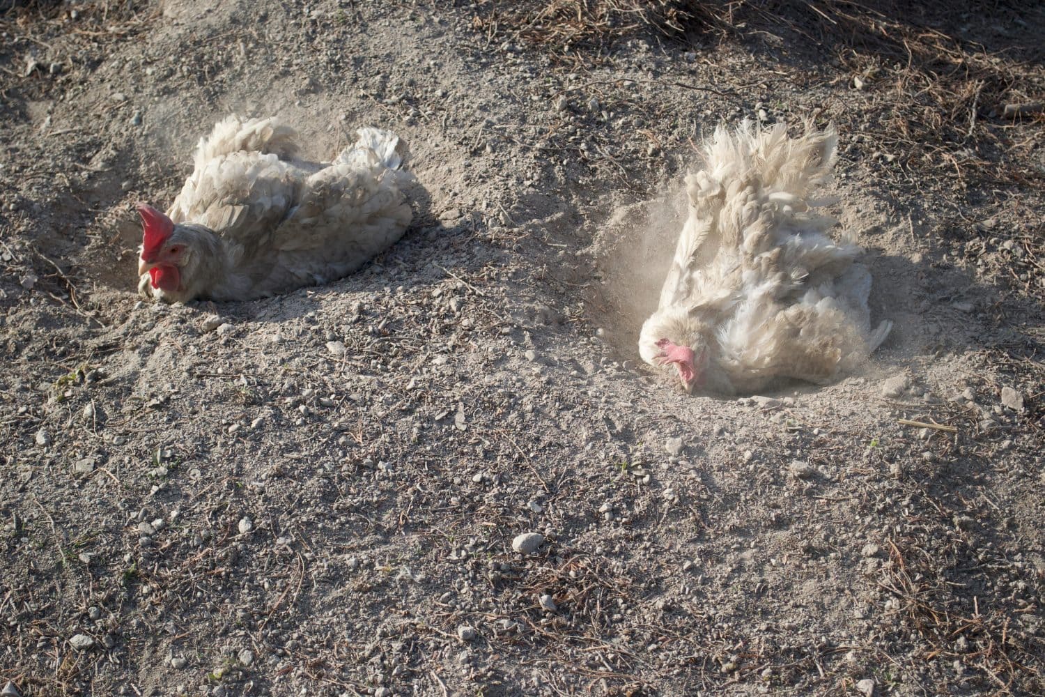 chicken taking dust bath in garden