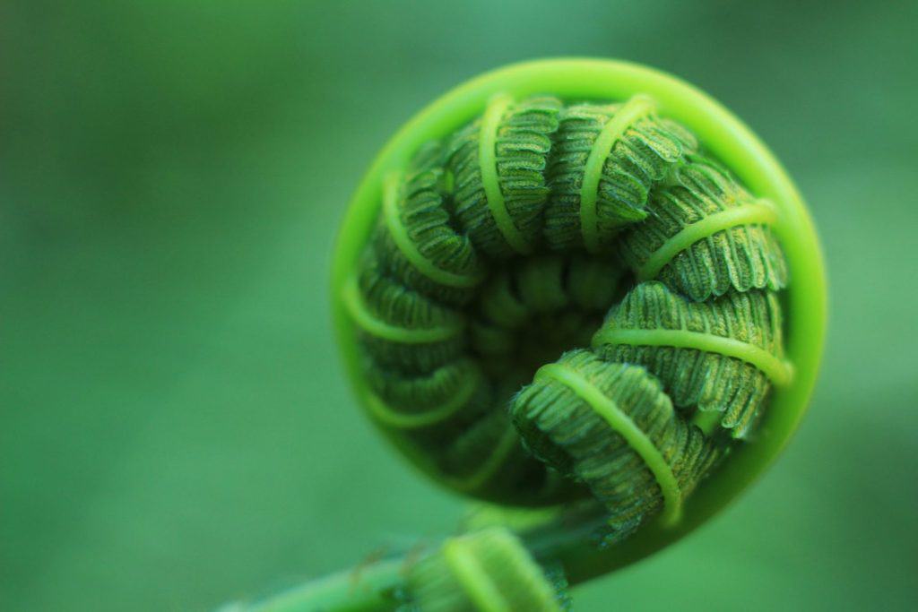 Beautiful Close Up View Of Fresh Green Young Wild Ferns Plantation Bud In Spiral Form With Shallow Depth Of Field In The Forest