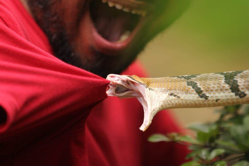 Dog-toothed cat snake is attacking humans