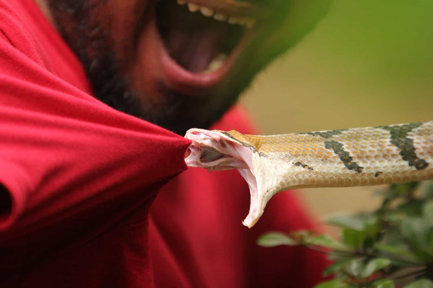 She Woke Up With an 8-Foot Python on Her Chest and Lived to Tell the ...