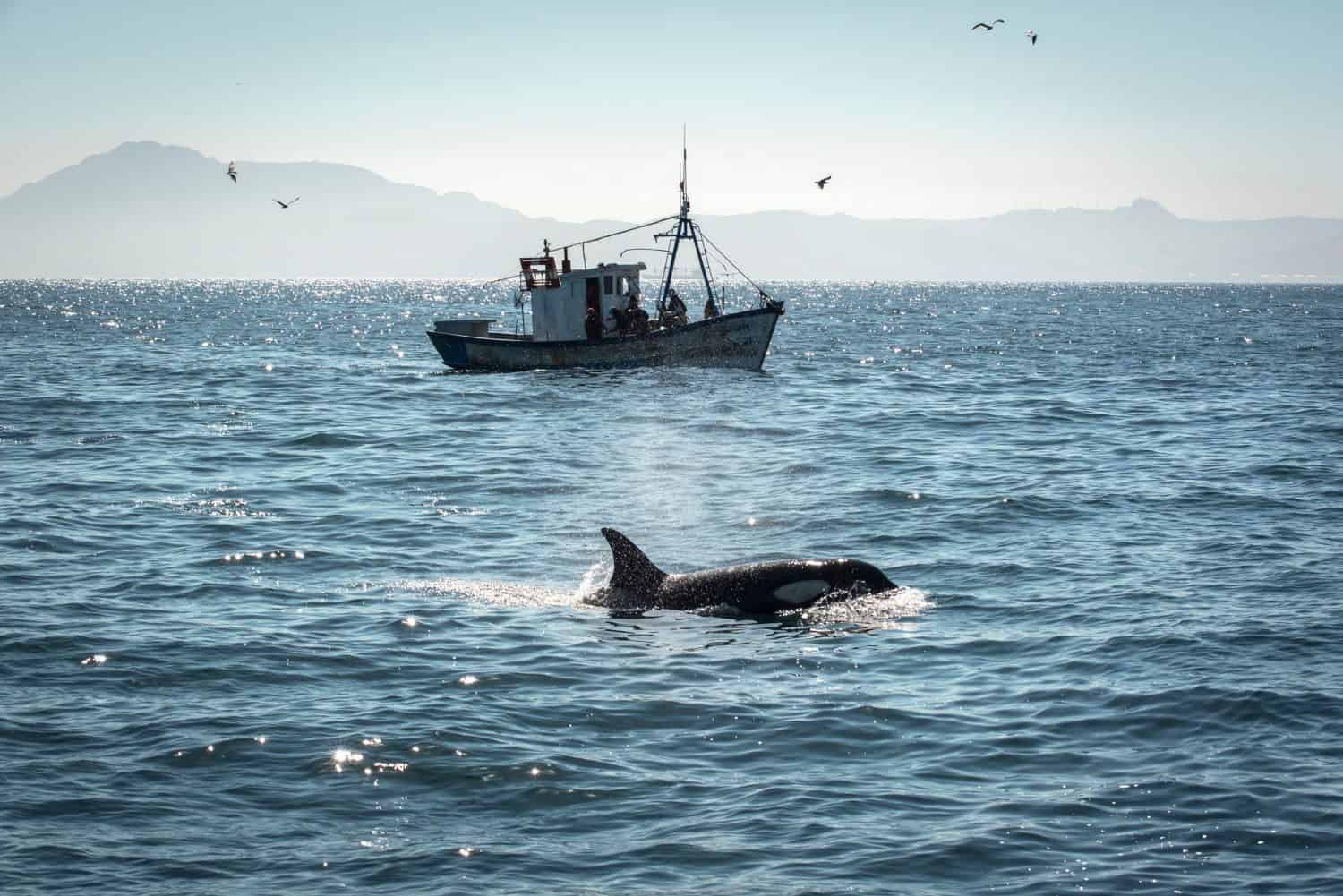 Killer whale in the Strait of Gibraltar with a Moroccan fishing boat in the background