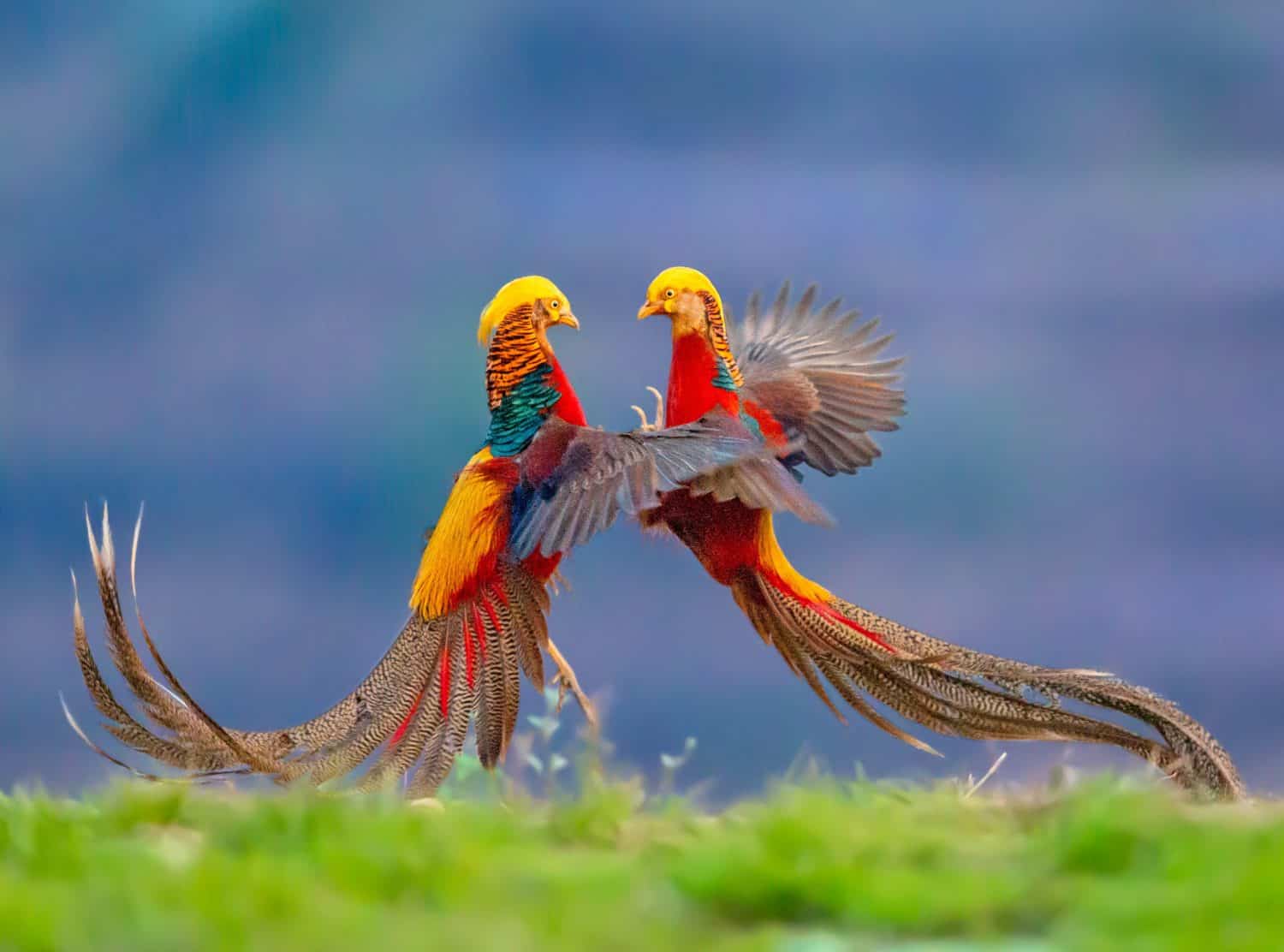 Golden Pheasant, China's unique ornamental bird