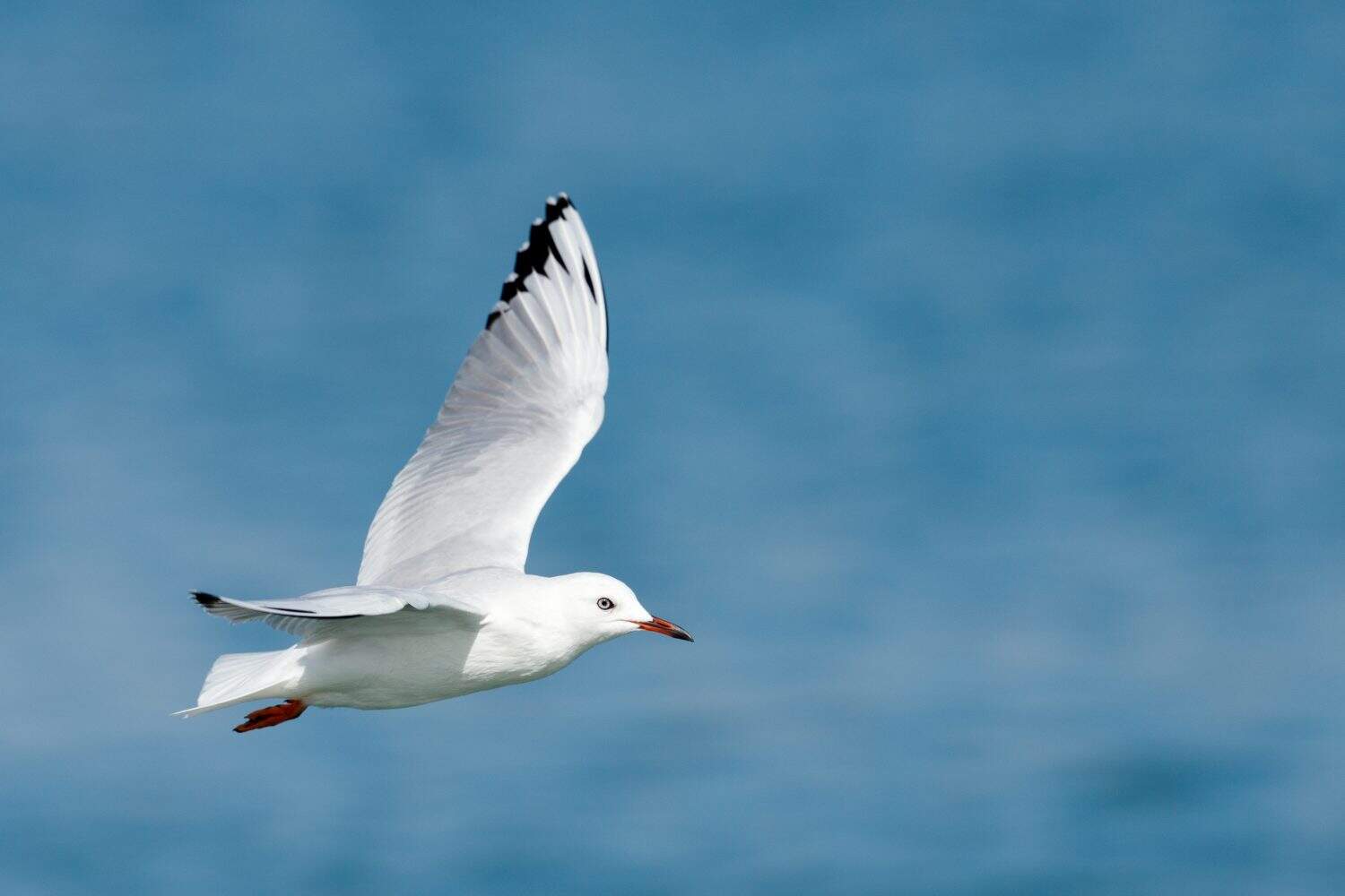 Black-billed Gull Endemic to New Zealand