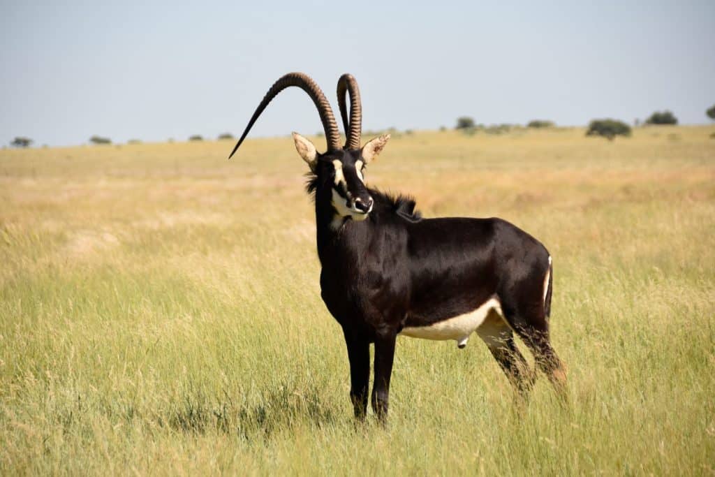 Meet the Animals with the Largest Horns in the World - A-Z Animals