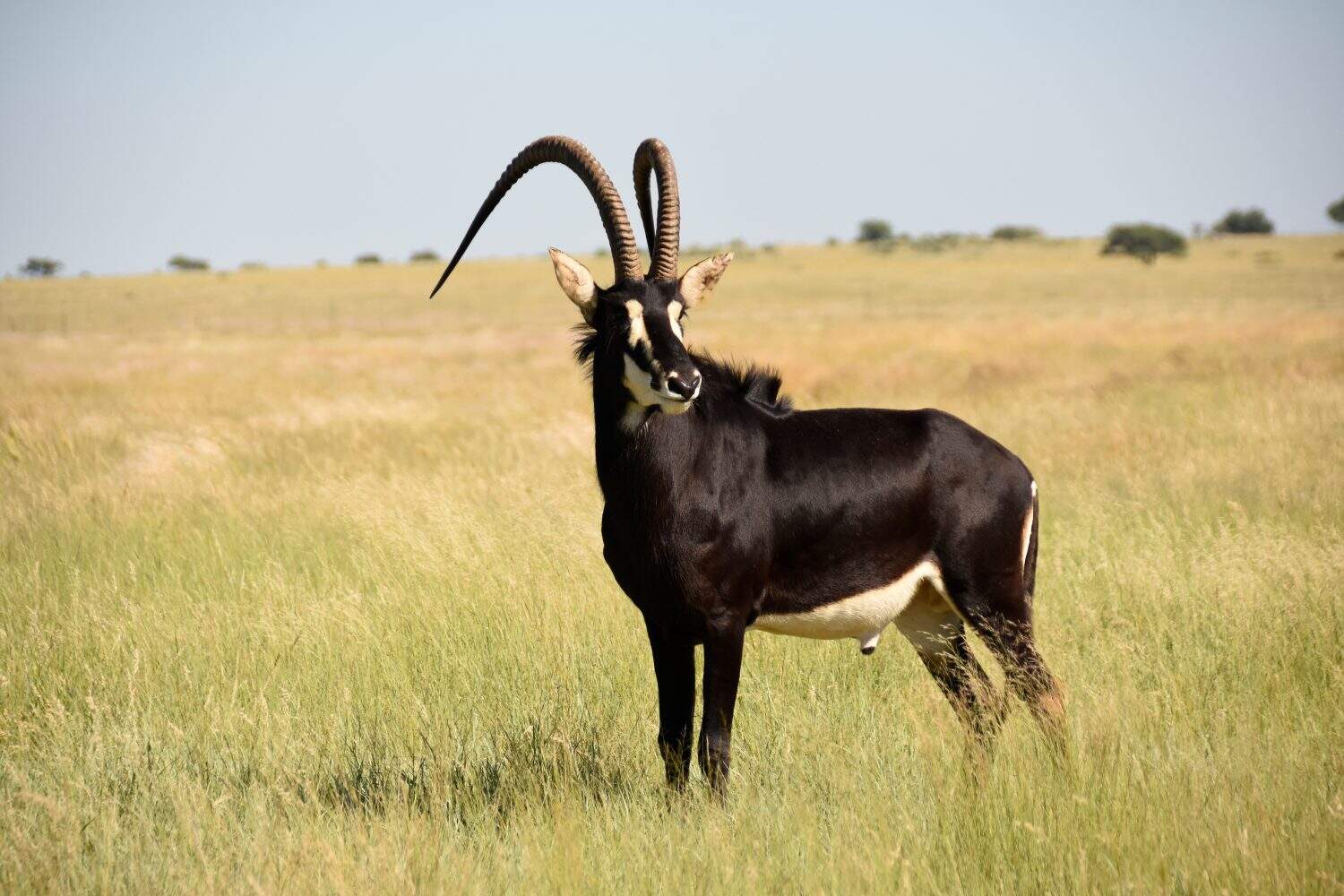 Sable Antelope South Africa.  aka Gentleman of the veld