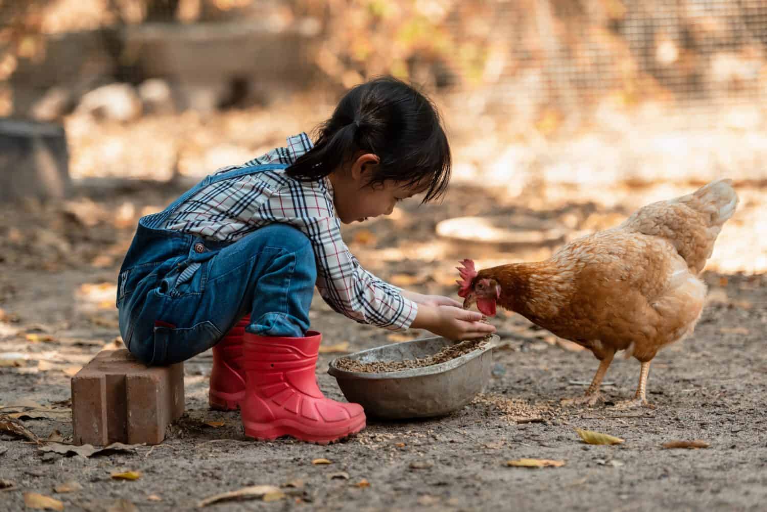 Asian little girl and young woman feed the chicken in layer and house farm eggs.  People kid woking outdoor stay home. 