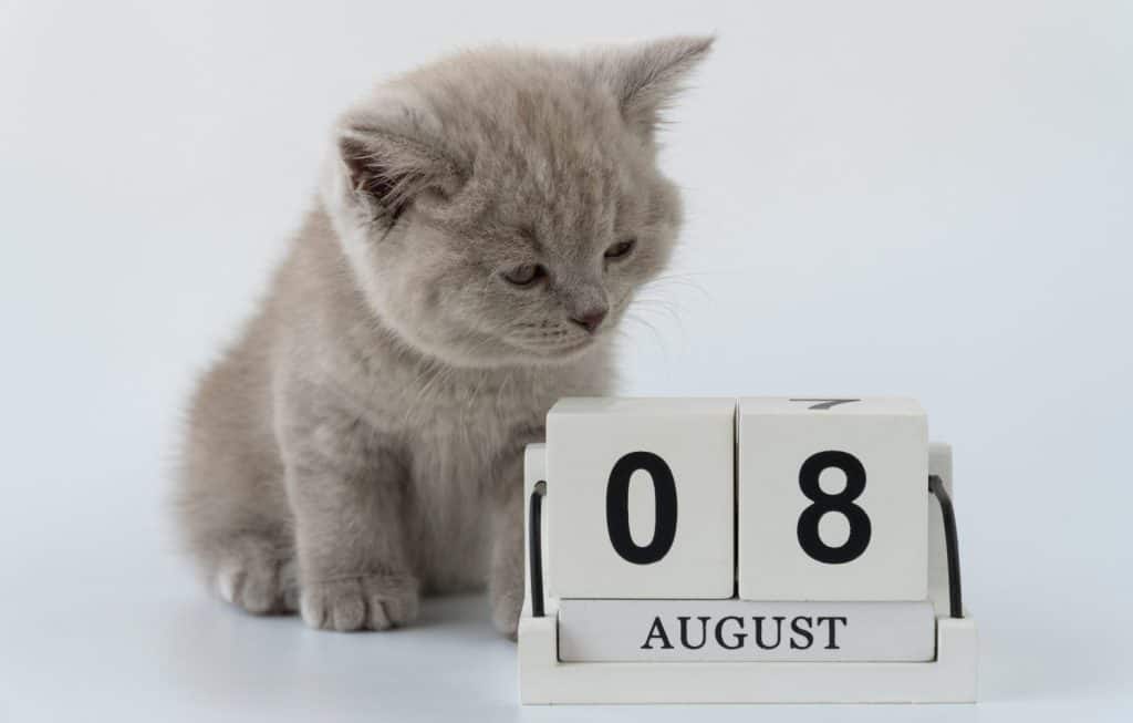 British shorthair cat, felis catus. cat smoky colour. small cute kitten is sitting next to the calendar. selective focus. 08 August World Cat Day.