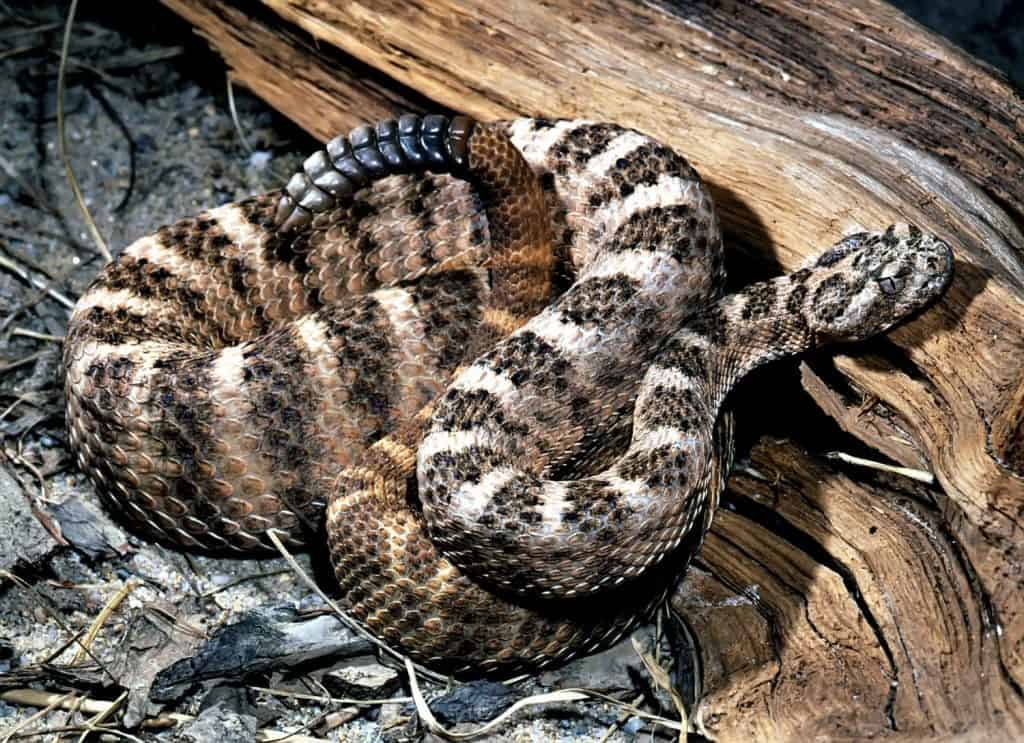 tiger rattlesnake is small poison Snake with very large rattle