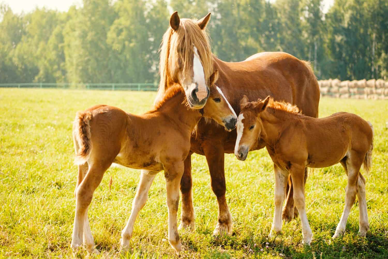 A horse with two foals is eating grass in the pasture. Portrait of horses on the background of nature. Horse breeding, animal husbandry