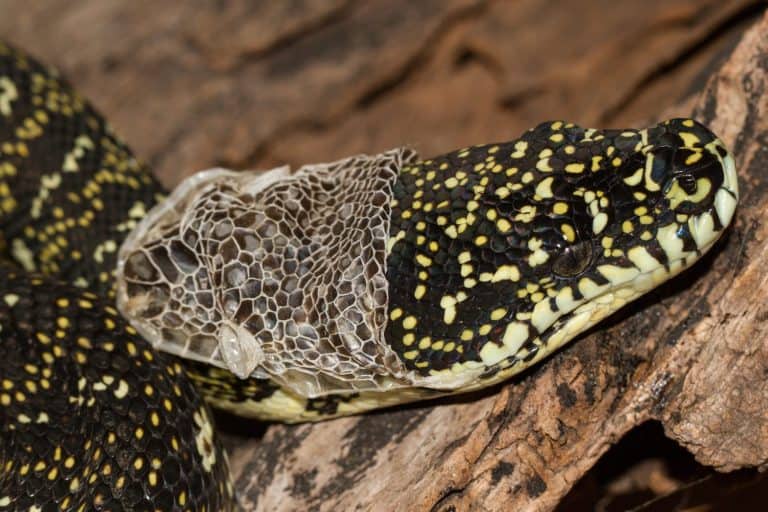 Diamond Python sloughing it's skin