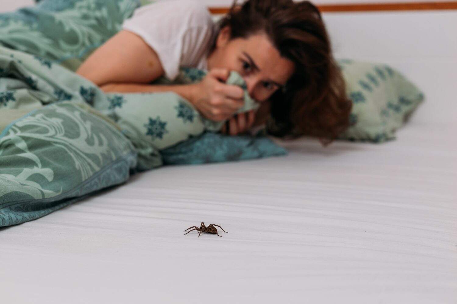 Woman in bedroom terrified by big spider crawling over her bed