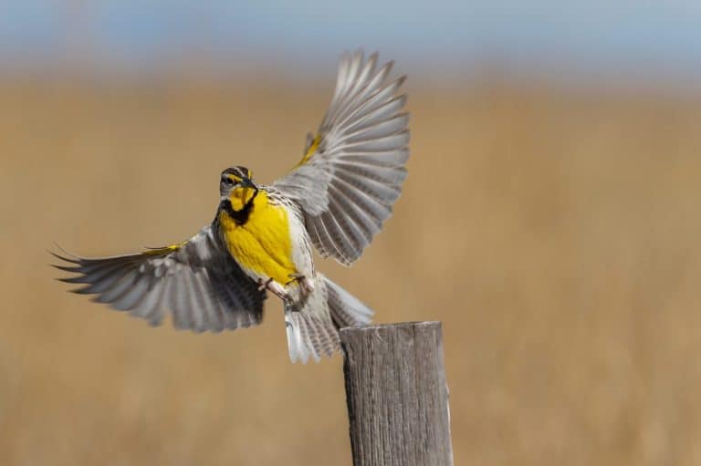 A western meadowlark alights on a fence post in Wyoming.