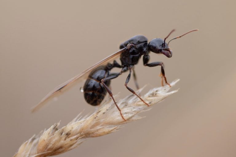 Large flying ant on cereal