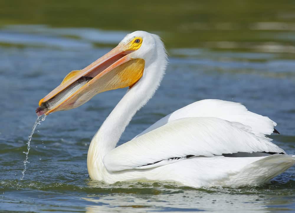 American White Pelican.