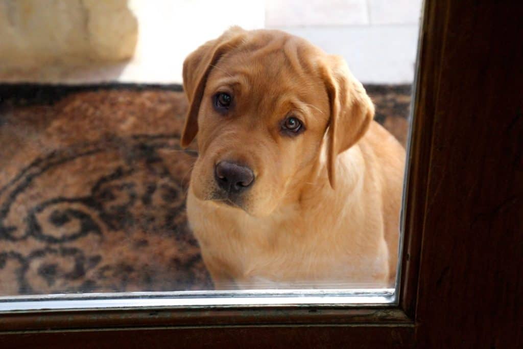 Closeup of isolated fox red Labrador retriever puppy sitting outside old wooden door frame with window waiting to come inside with slight glass reflection and shallow depth of field