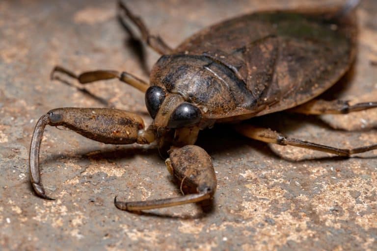 Adult Giant Water Bug of the Genus Lethocerus