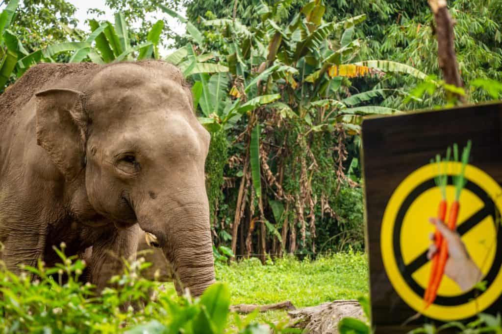 A sumatran elephant beside a don't feed the animals sign, Indonesia