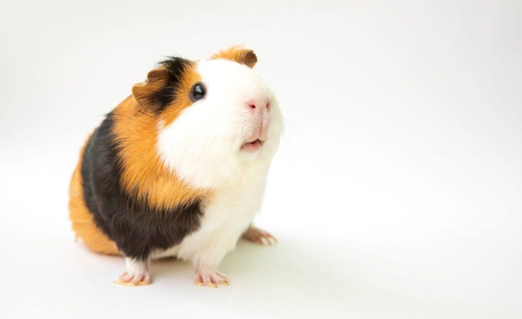 Curious guinea pig on white background, guinea pig cute portrait