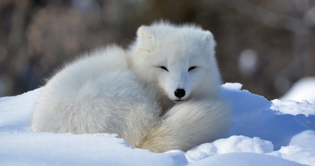 In winter arctic fox (Vulpes lagopus), also known as the white, polar or snow fox, is a small fox native to the Arctic regions of the Northern Hemisphere and common throughout the Arctic tundra biome