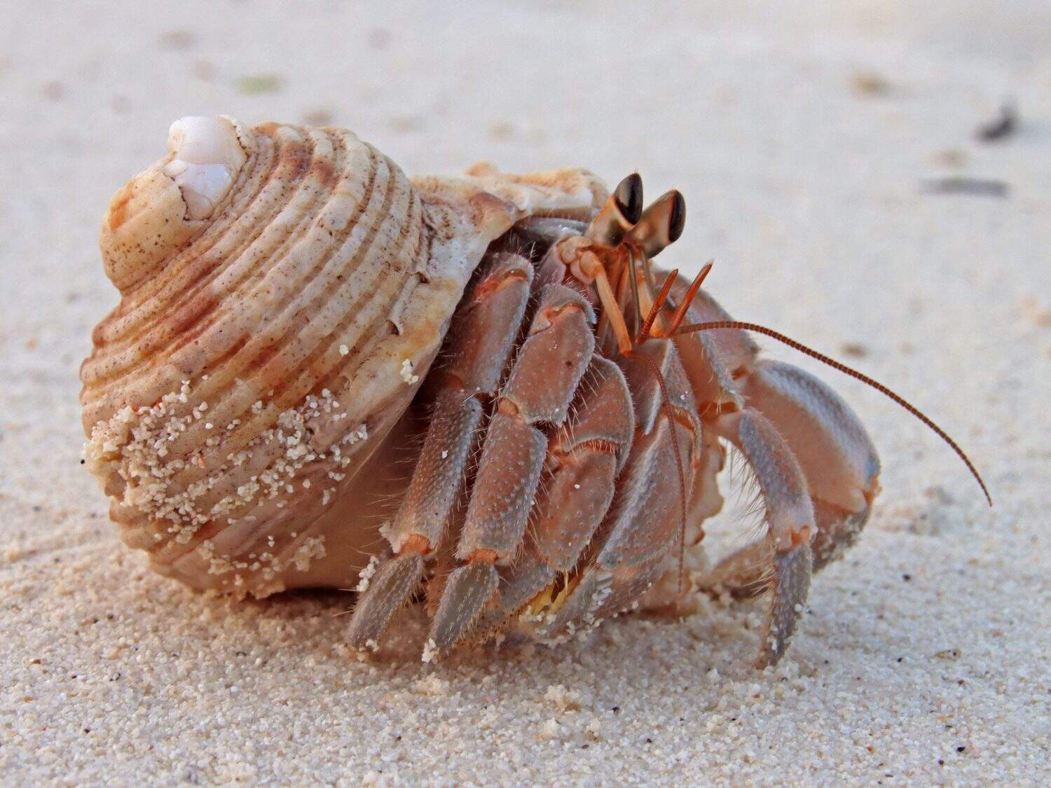 Close-up of land hermit crab inside shell on sandy Maldivian beach. Cute looking crab. Eyes and feet.