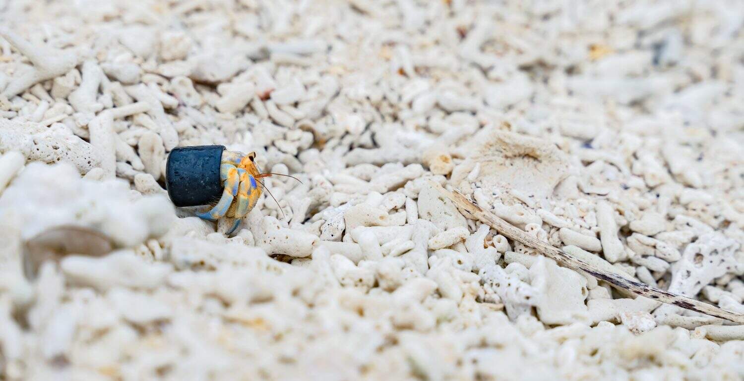 Hermit crab carrying a plastic bottle cap. Concept of the problem of ocean pollution caused by plastic waste.