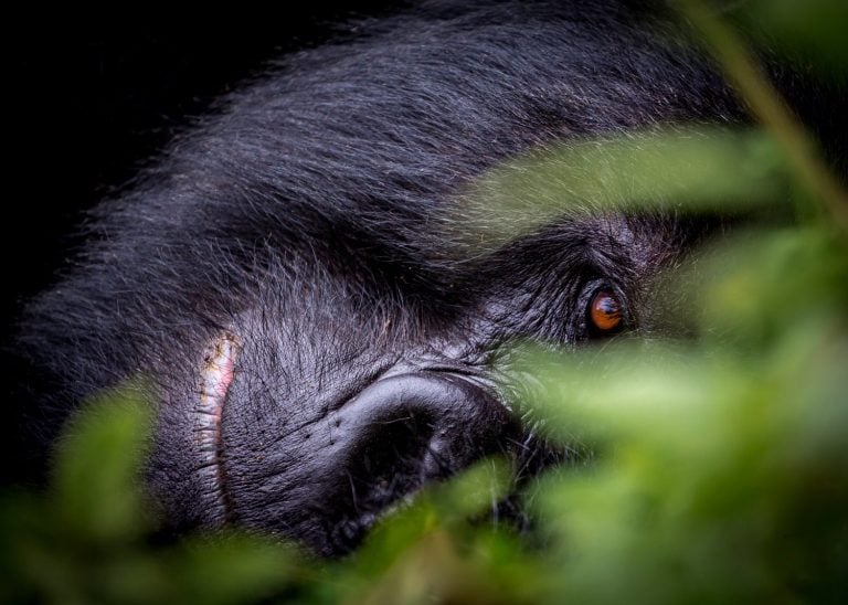 Silverback Mountain Gorilla in Virunga Mountains Rwanda