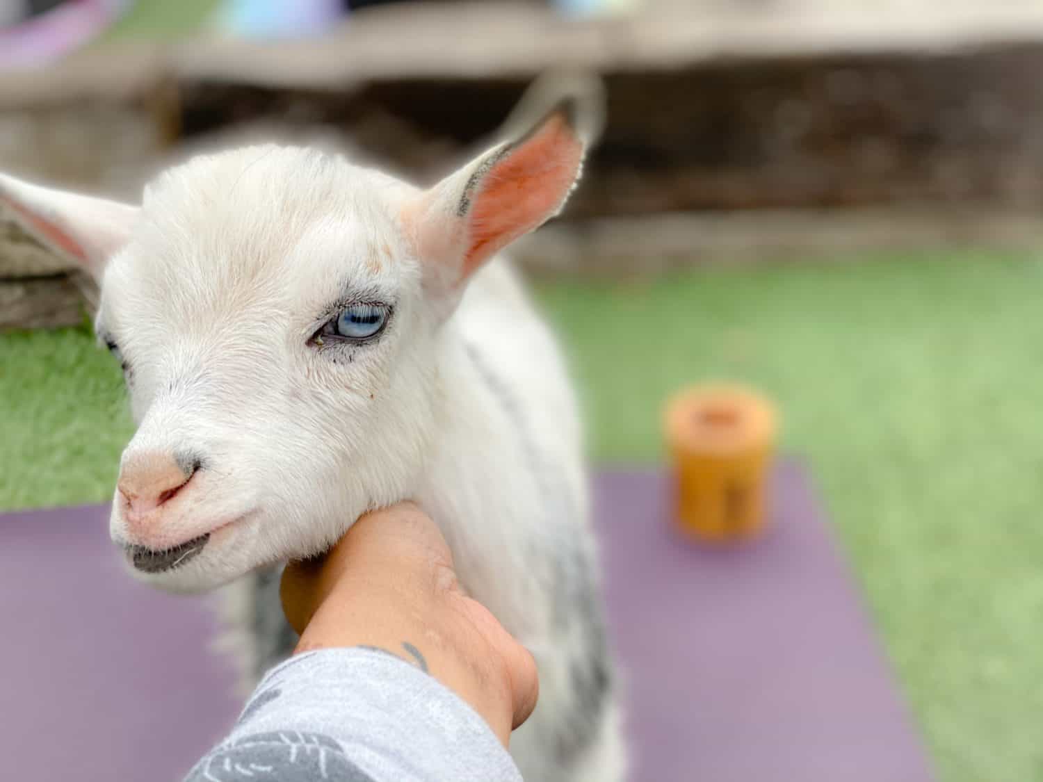 Petting a baby goat during goat yoga