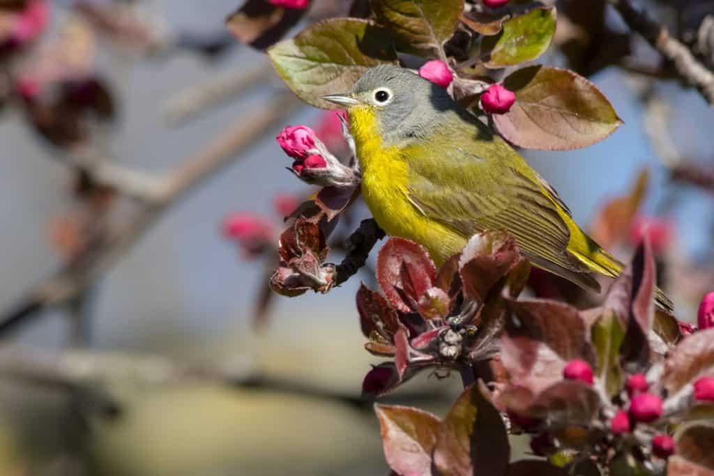A male Nashville Warbler is perched in a tree with colourful flowers. Ashbridges Bay Park, Toronto, Ontario, Canada.